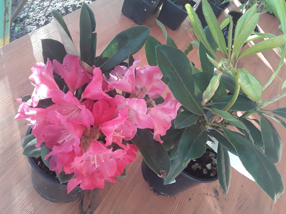 Рододендроны, сорта Fantastica и Polarnacht в день распаковки посылки из "Цветника Поволжья"