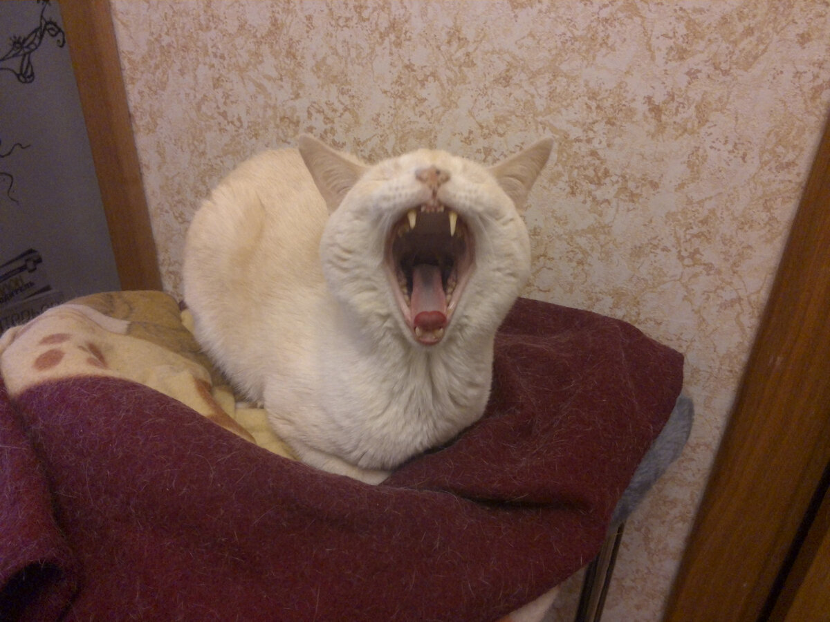 (зевает) 