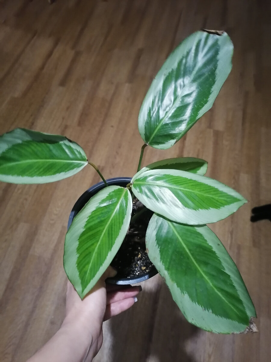 Бикажу Гекко