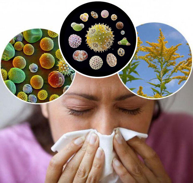 Плесень аллерген. Грибковые аллергены. Биологические аллергены. Пыльцевые аллергены. Респираторные аллергены.