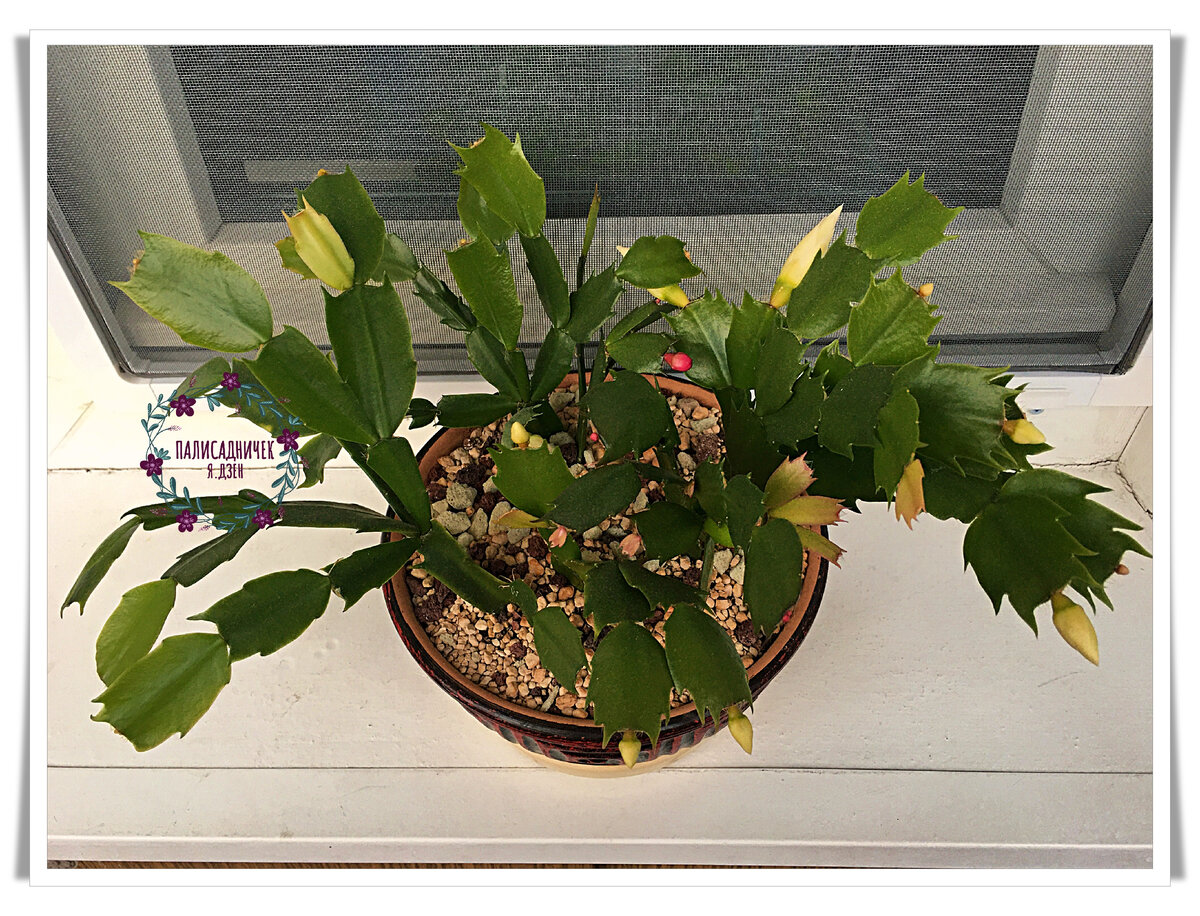 Готовятся нас радовать белыми и розовыми цветами.