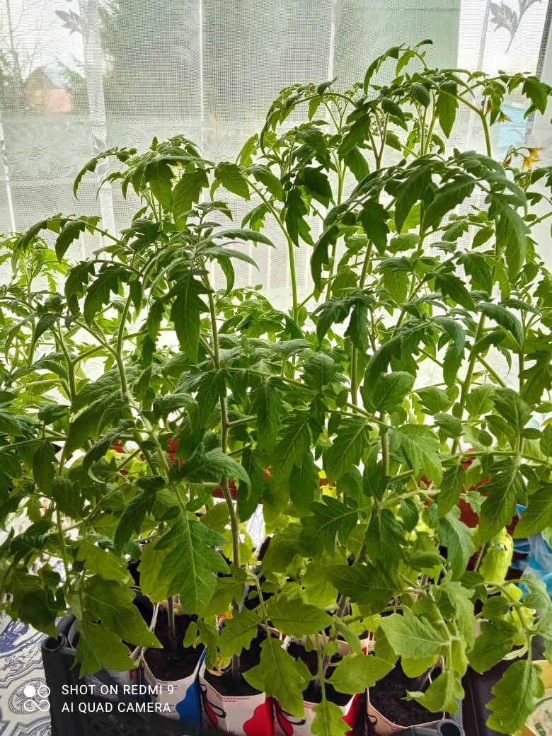 10 мая 2021 года моя рассада томатов. 