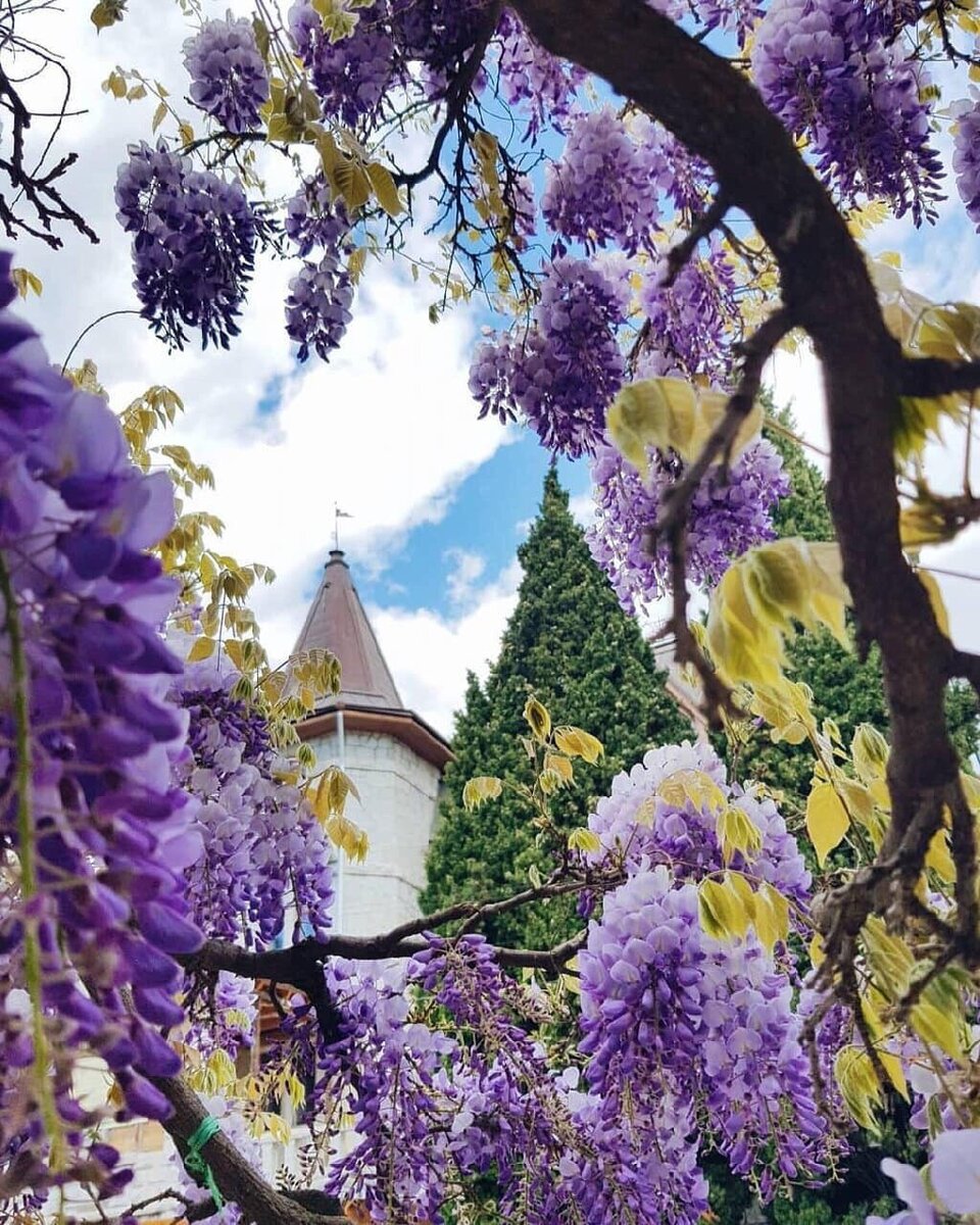 Глициния, вилла " Ксения"