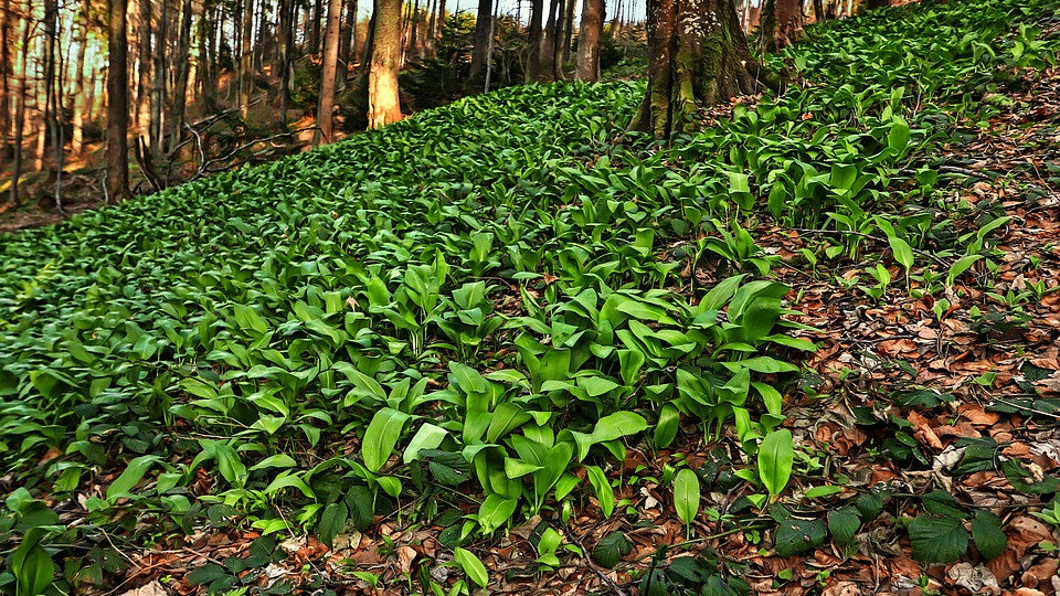 Вот так растет черемша. Это фото из открытого источника