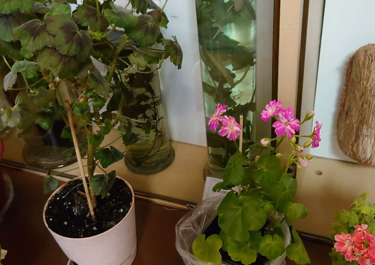 Пеларгония Hime Sakura