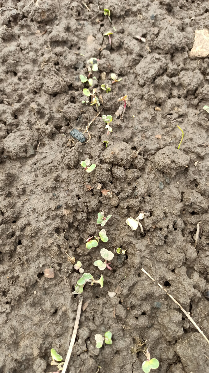 Фото автора. Проросший редис.