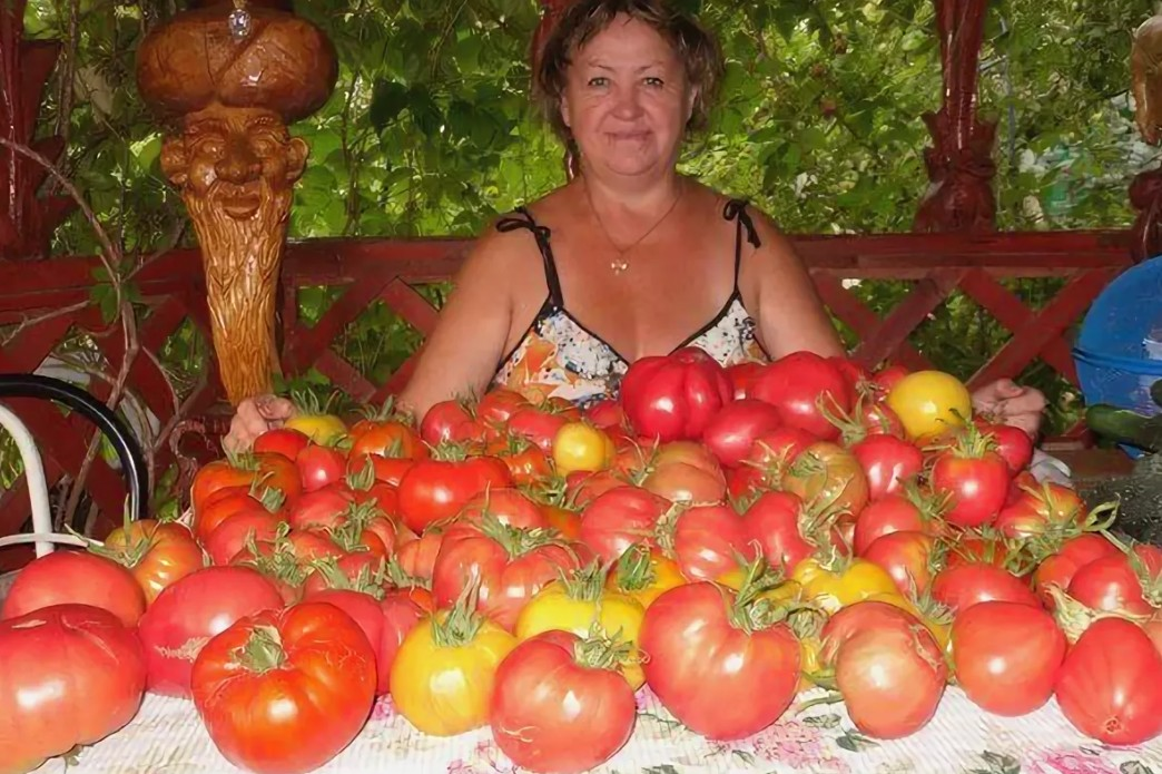 Томат кубышка гигантская. Помидоры в огороде. Урожай томатов. Томаты на даче.