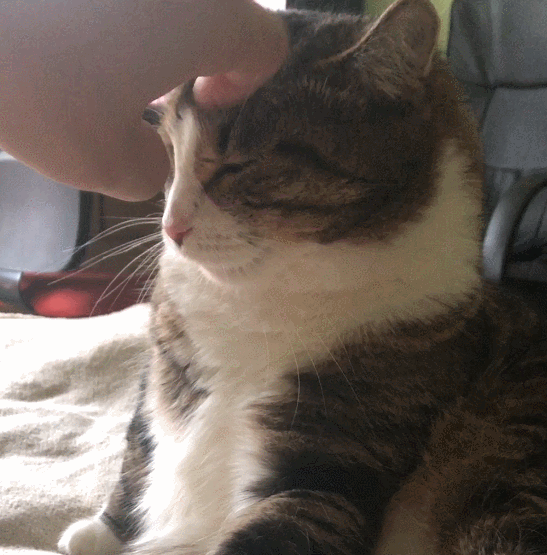 Наш кот Макс