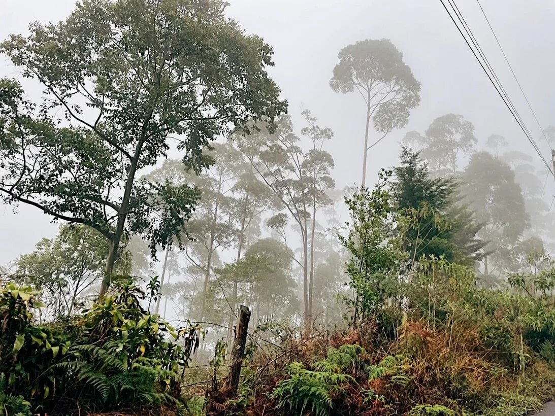 
С конца 19-го века кофе в Гватемале выращивают в тени деревьев