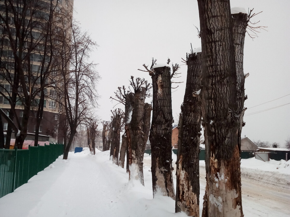 Вместо дерева. Кронирование тополей. Спиленные деревья в городе. Кронирование деревьев город. Обрезанные деревья.