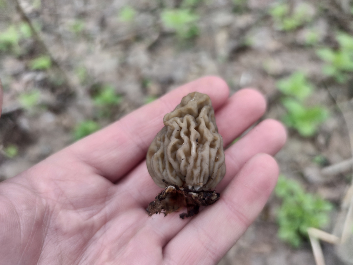 Гриб сморчок 