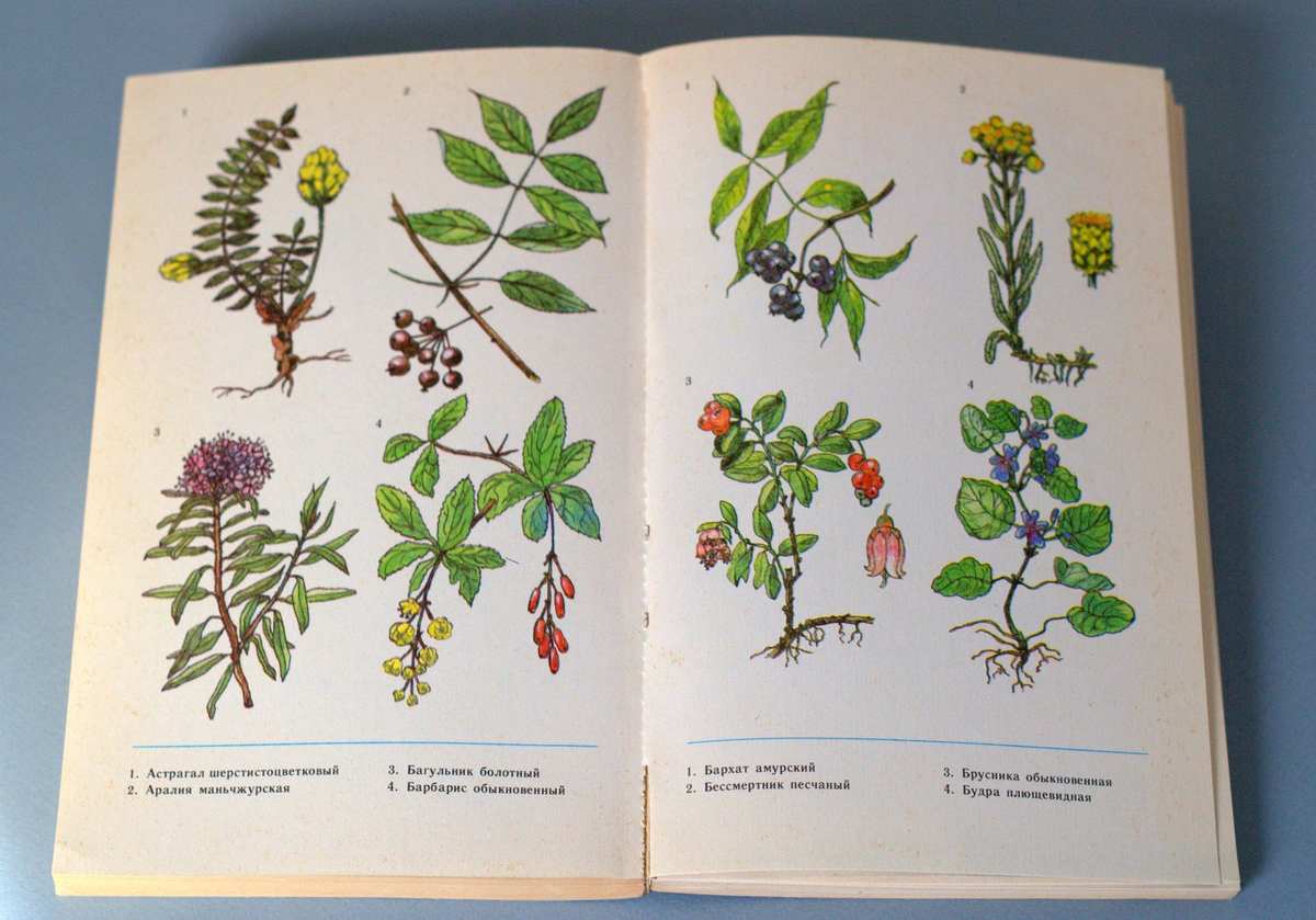 Альбом лекарственные растения. Ботаническая иллюстрация. Книга растений с иллюстрациями. Лекарственные растения книга. Телом ботаника
