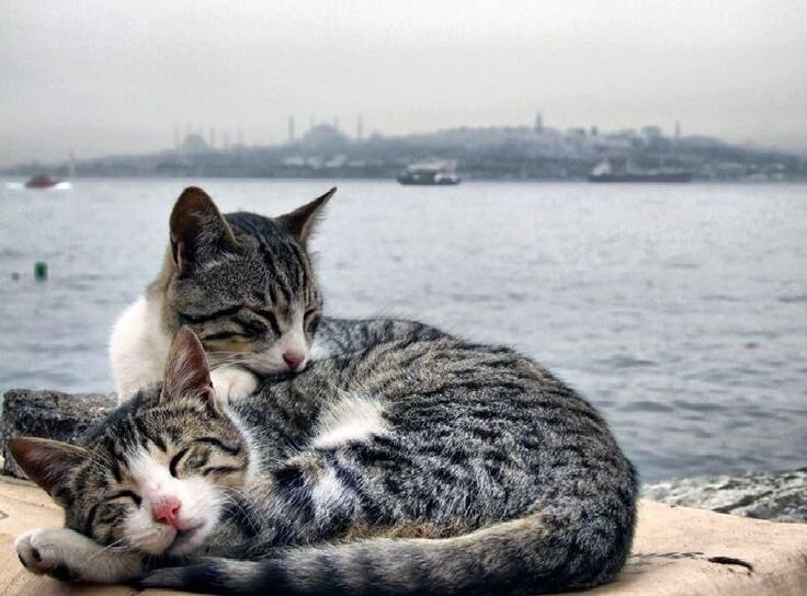 Котики в турции