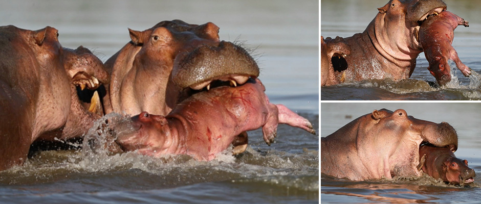 Животное травоядное. Кто хочет дать ему морковку? Взято из интернета