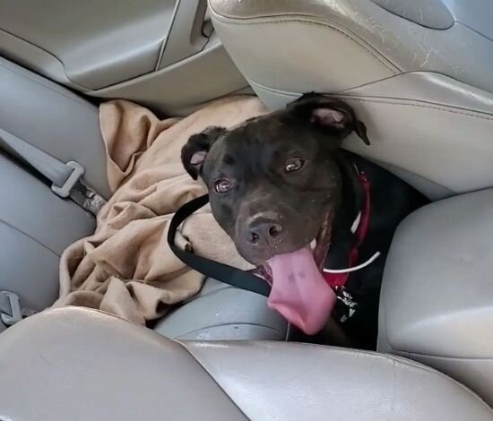 Фото: Яндекс Картинки.