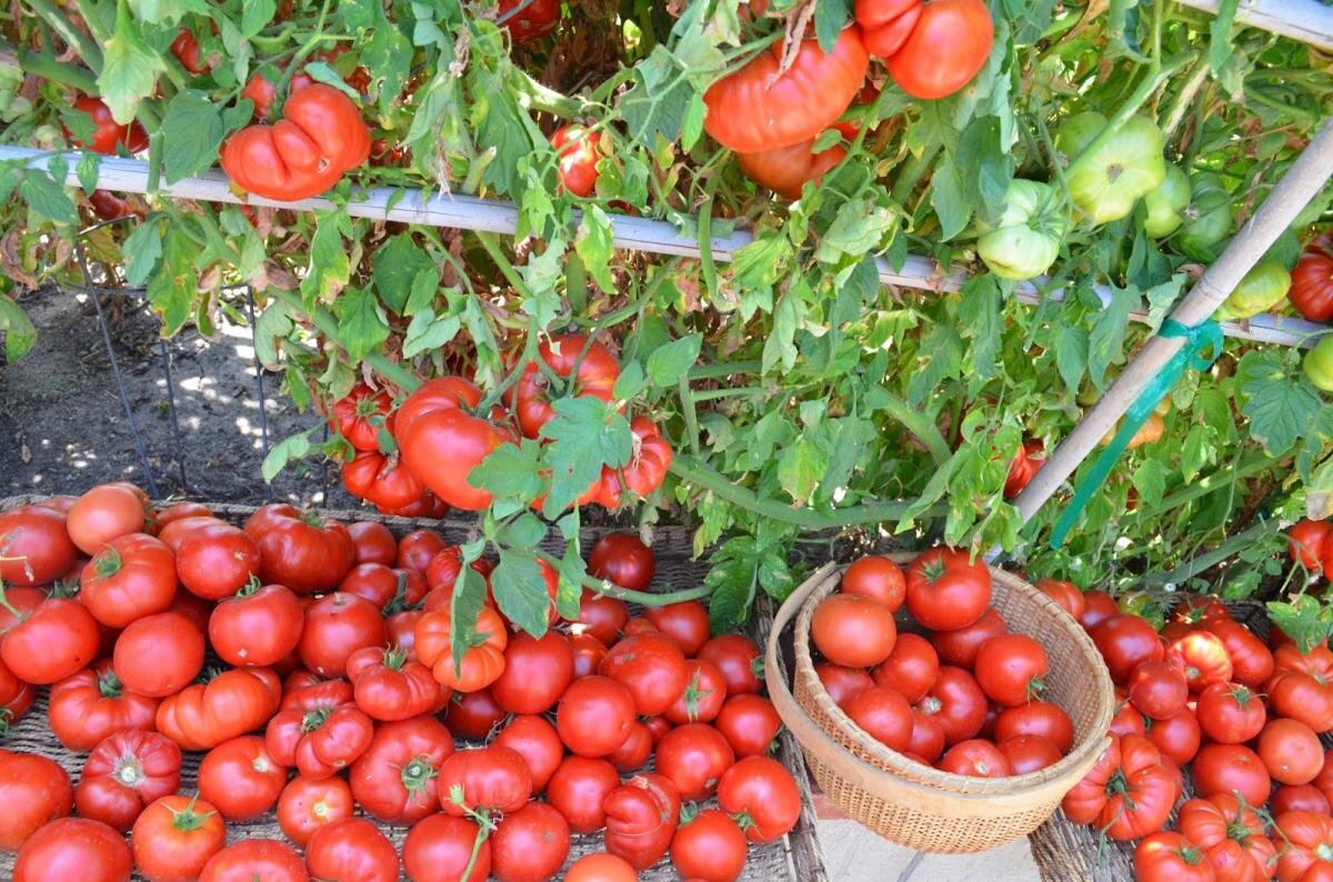 Семь правил большого урожая томатов