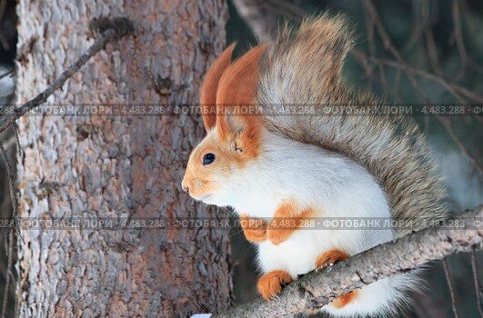 Фотобанк Лори