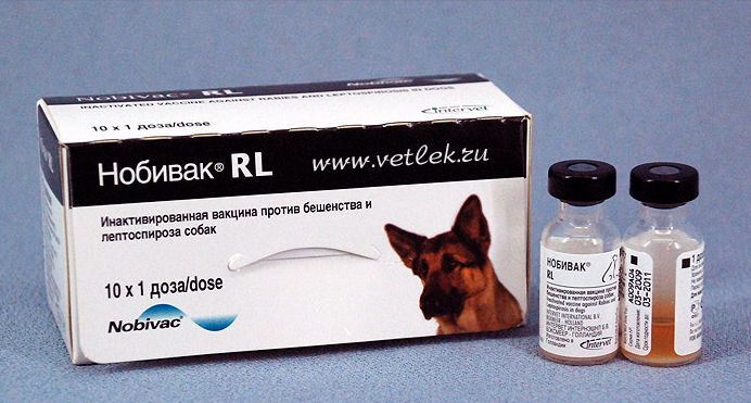 Нобивак — Нидерланды