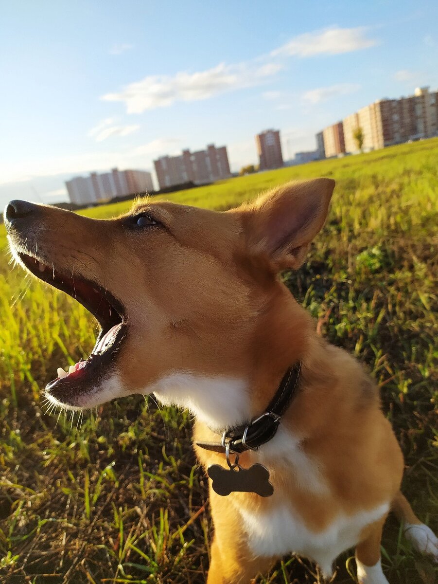 Булка гуляет на поле