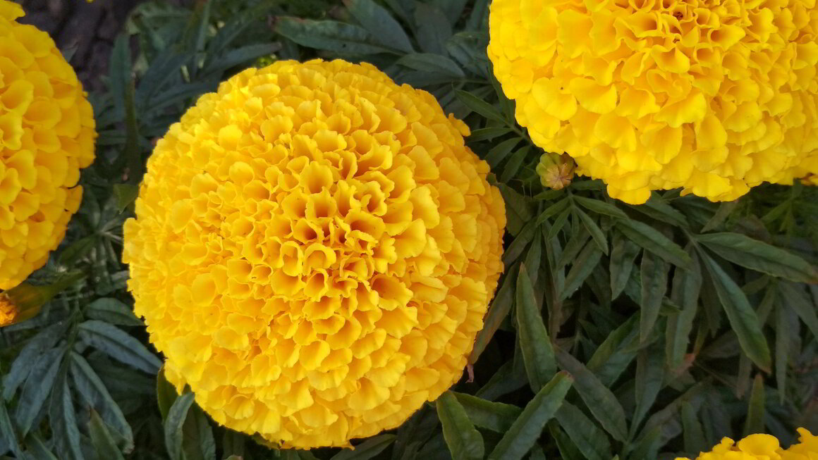 Бархатцы, семена пришли в подарок из Китая. Фото автора.