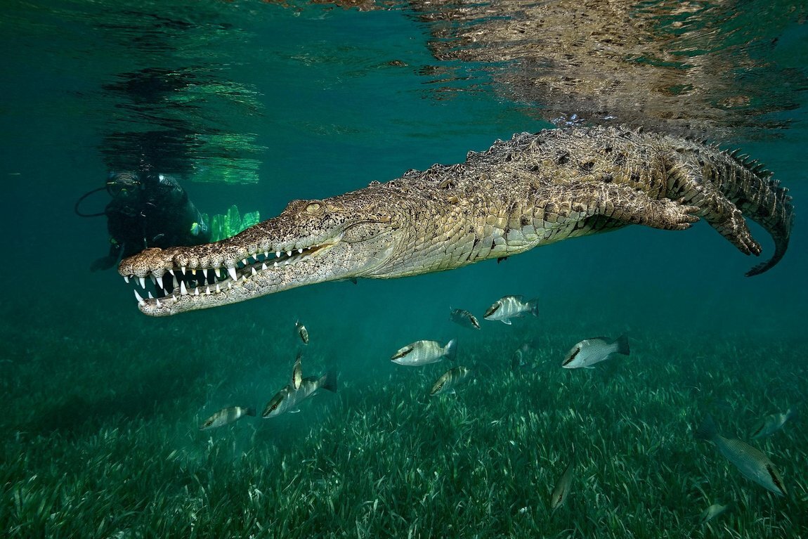 Самый опасный речной хищник. Гребнистый крокодил. Гребнистый крокодил в Австралии. Гребнистый (или морской) крокодил. Морской гребнистый крокодил хищник.