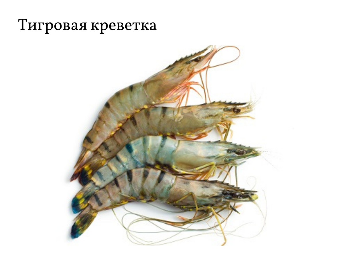 Сырая тигровая креветка