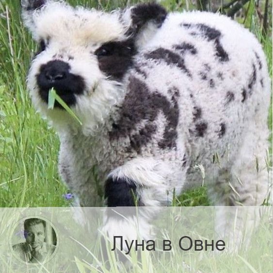 Подписывайтесь на наш канал, друзья!
Луна в знаке зодиака Овен с 14:52 7-ого по 02:46 10-ого. 👥 Наступило время, когда рождаются смелые и рискованные планы, а энергия бьет через край, руки чешутся чем-то этаким заняться. Луна в Овне делает людей более импульсивными, горячими, нетерпеливыми, поспешными, рискованными и даже слегка агрессивными. Ваши мысли материализуются в эти дни, поэтому советую думать только позитивно и только о хорошем. Атмосфера этих дней такая кипучая и позитивная, что на уныние и скуку совсем нет ни желания, ни возможности. Также в эти дни вы очень эмоциональны, поэтому старайтесь избегать стрессов. В эти дни хорошо и продуктивно работается, не упускайте их.
✅ Когда Луна проходит через знак Овна, хорошо получаются дела, требующие инициативы и смелости. Когда Луна находится в знаке Овна, хорошо начинать краткосрочные дела, которые потребуют выплеска энергии, но не займут много времени.
❤️ При Луне в Овне следует быть терпеливыми с теми, кого любите, поскольку в это время велика вероятность ссоры.
❌ Из-за повышенной импульсивности дней возможны несчастные случаи, конфронтации, велика опасность ссор. Не следует заниматься делами, которые требуют точных взвешенных расчетов и аналитики. Старайтесь не приступать к решению неопределенных финансовых проблем. Желательно вообще не приступать к делам, которые невозможно решить «наскоком», которые требуют в отношении к себе определенной ответственности. Все это означает, что не стоит вести важные переговоры, заключать контракты и подписывать договоры.
💊 В эти дни надо быть аккуратнее на дорогах и не злоупотреблять алкоголем.

—————
Хочешь знать, что ждёт тебя в будущем или как сложится год? Переходи по ссылке и заказывай 👉 numeromagic.ru/uslugi