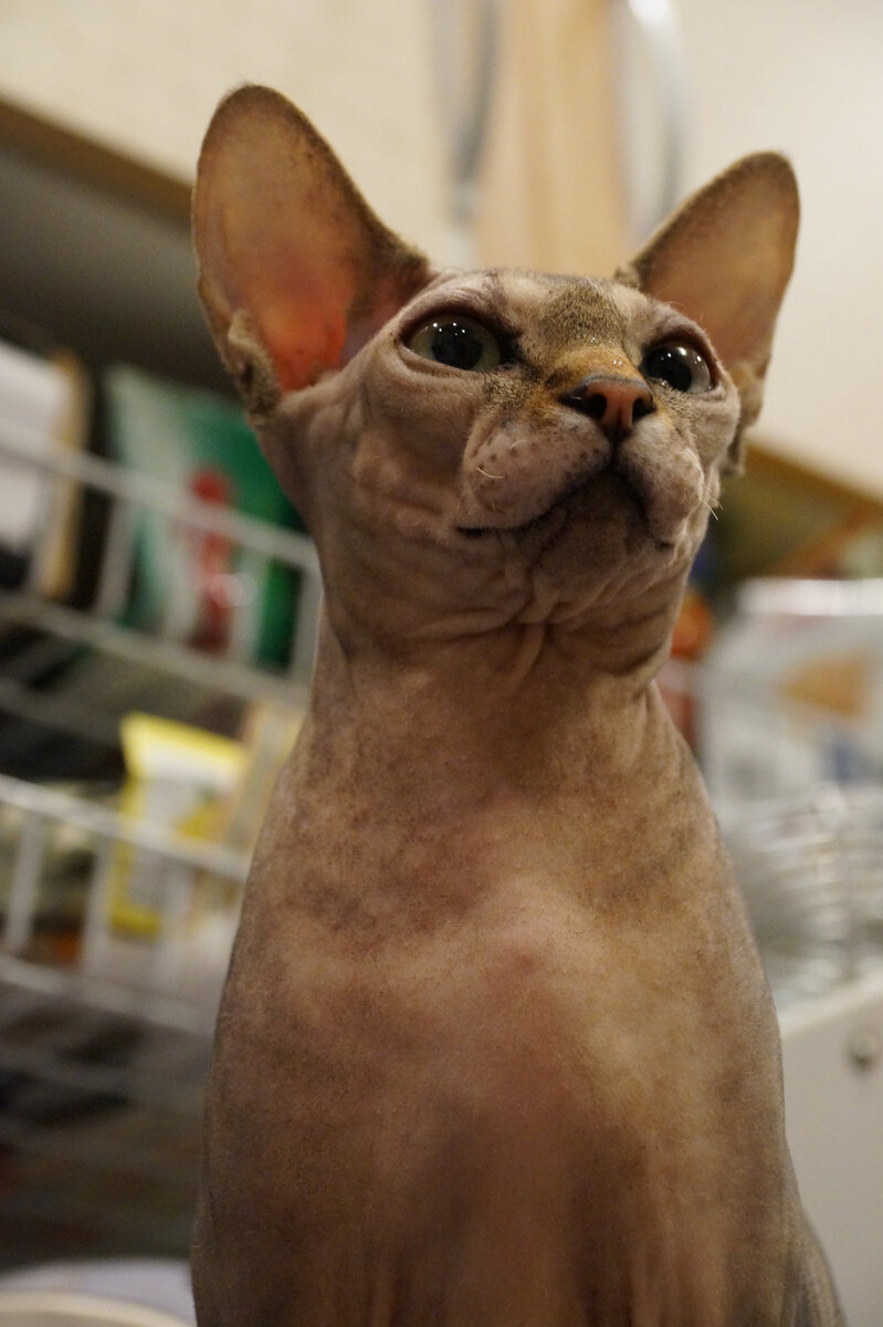 Канадский Сфинкс