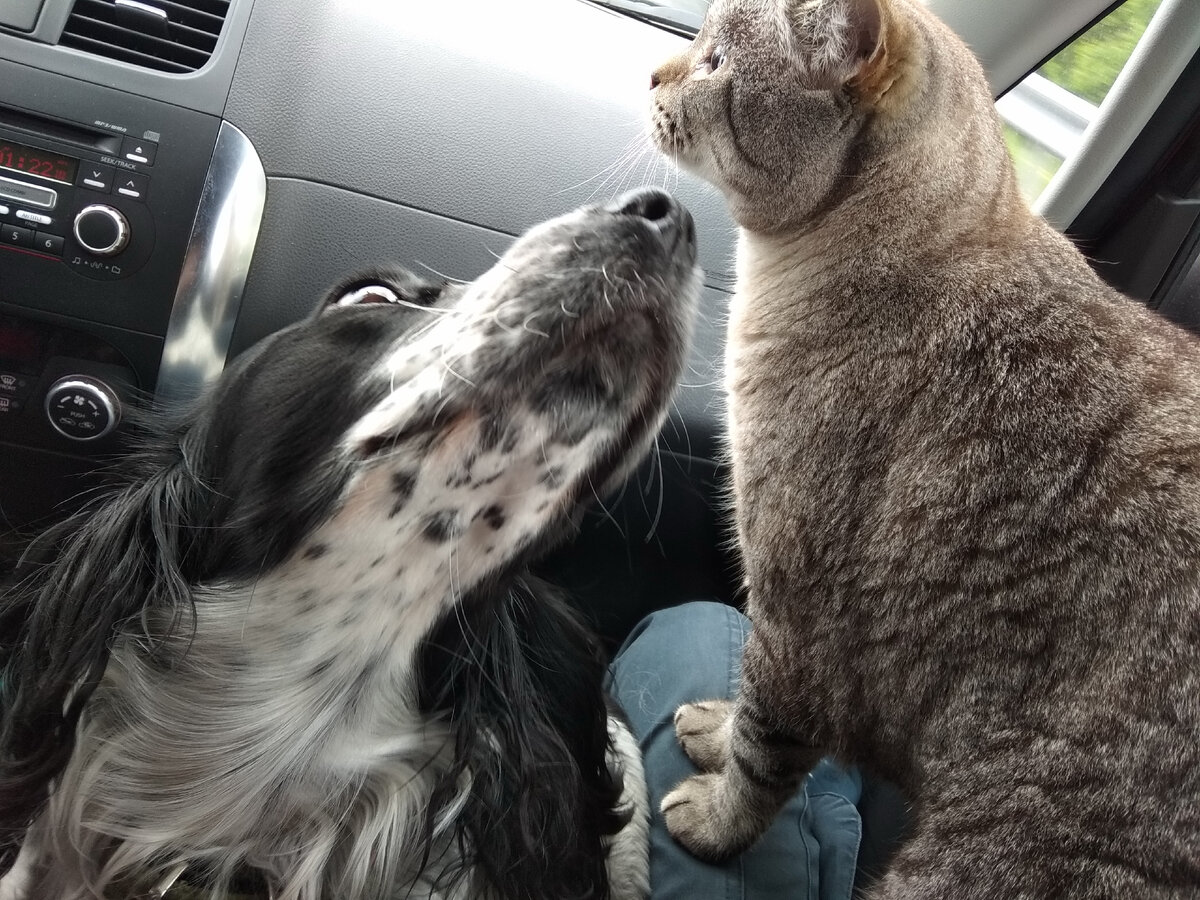 Едем на дачу, открывать сезон.