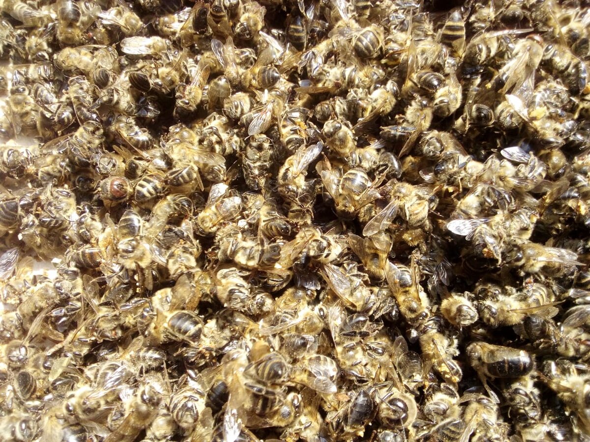 Пчелиный подмор. Фото автора.