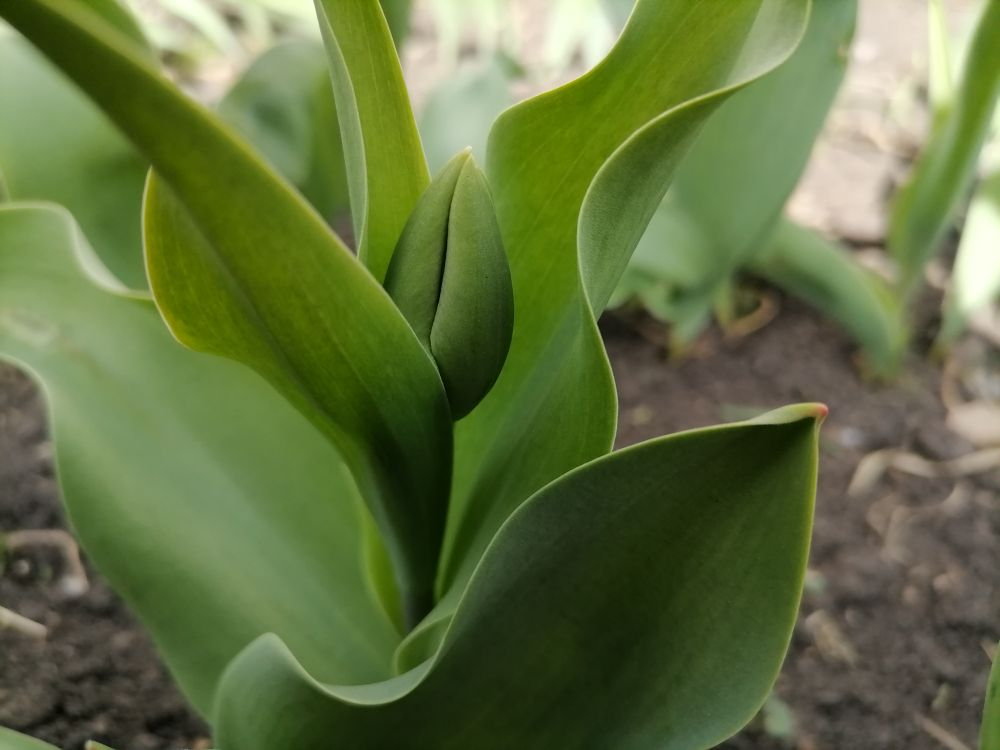 Выдвигается бутон, фото автора