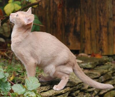 Fawn cat