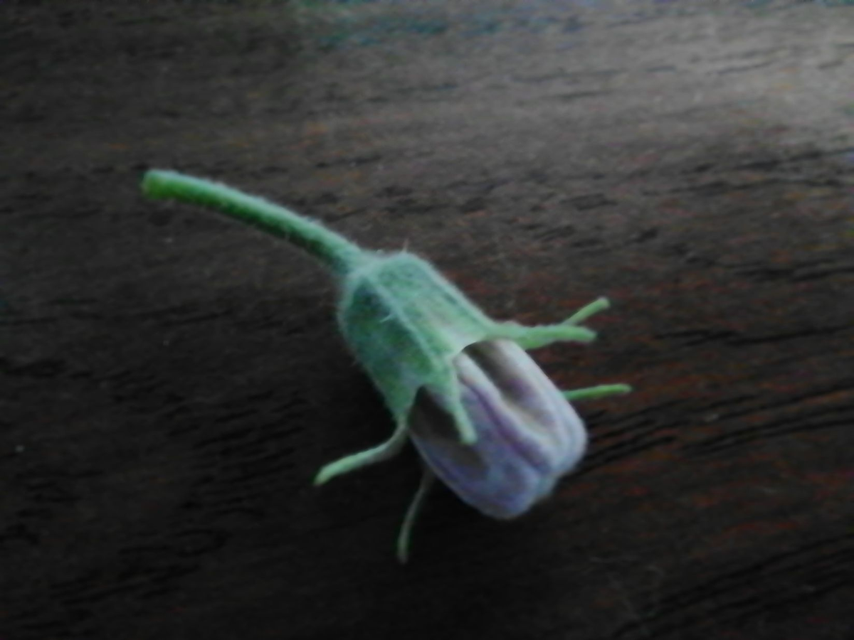 Бутон баклажана