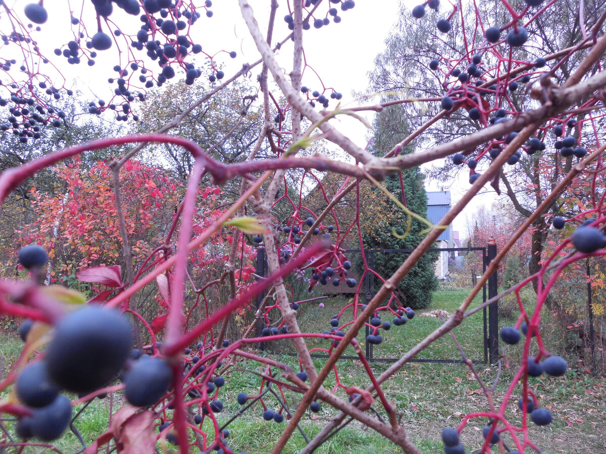 В прошлом году в октябре. За воротами соседский сад. Трава скошена, опавшие листья с травы убраны, всё прополото