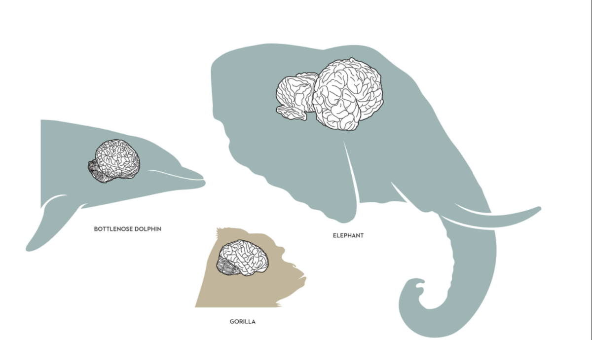 Самой большой мозг. Энцефализации. Интеллект слона и человека.