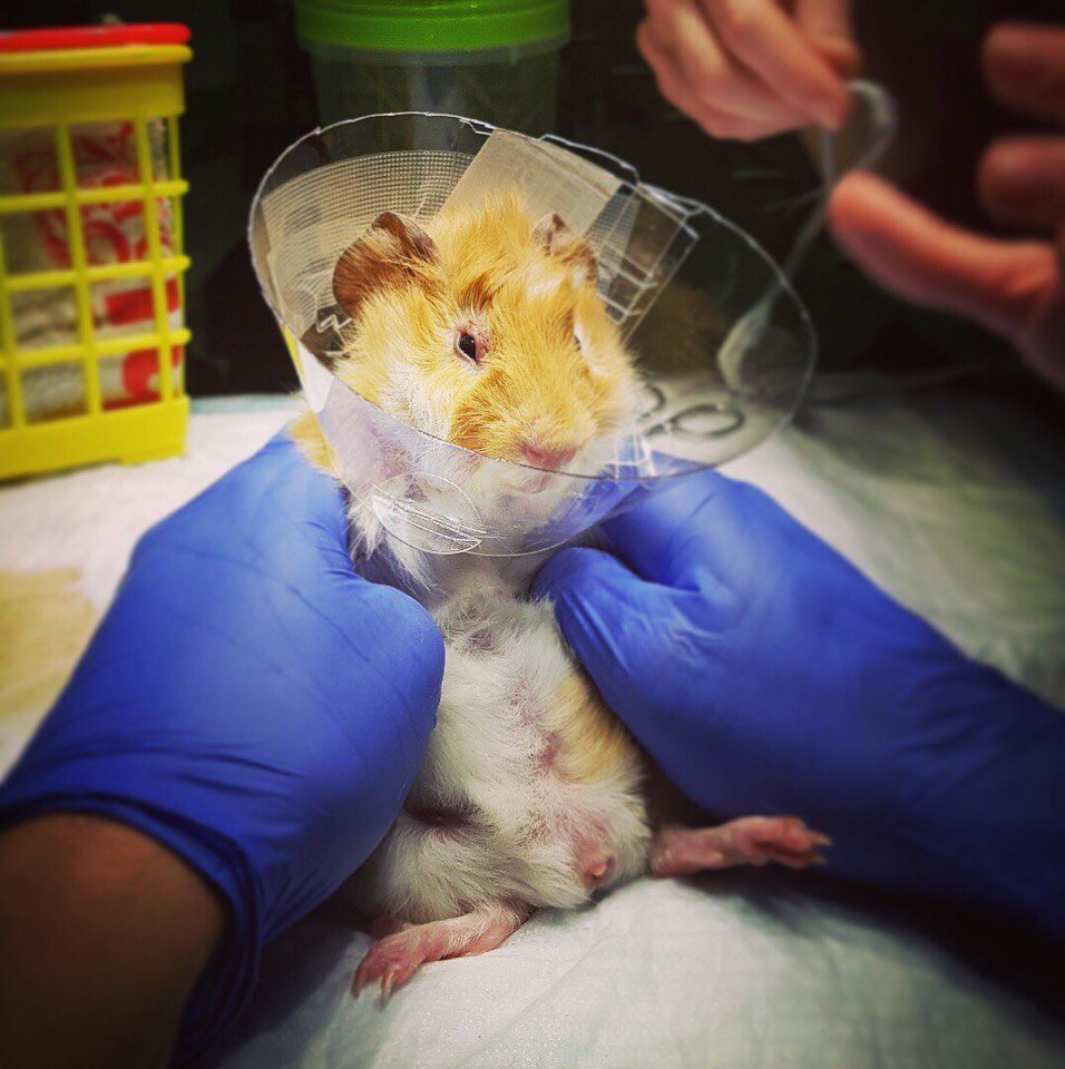 Морская свинка после хирургической пластики век