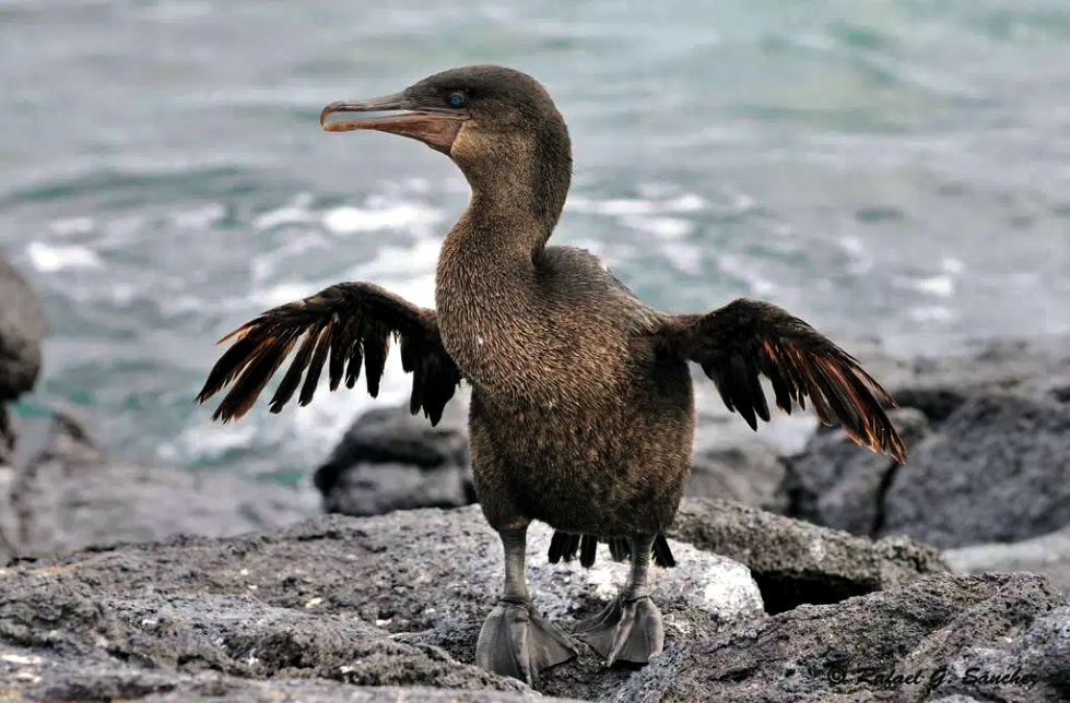Галапагосский нелетающий баклан