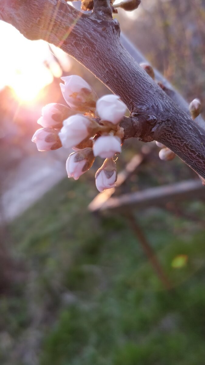 Духовная весна. Фото из семейного архива