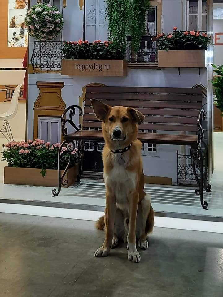 Гектор, потомственная дворняга, балбес, танцор, спортсмен клуба Ученый пес.