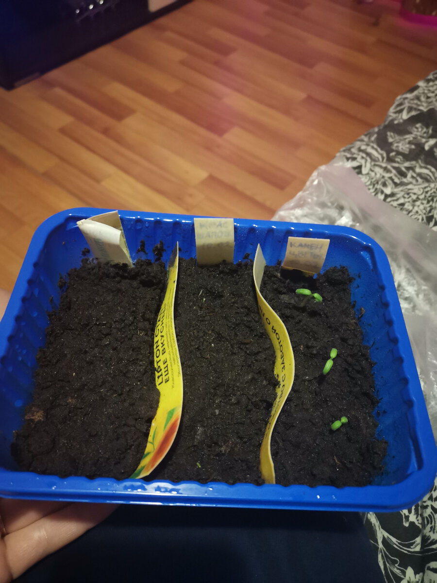 Одновременно посадила Красную шапочку и перец Шоколадка.Каменный цветок взошли первыми.Очень интересный томат,рассада крепкая.Три семени посадила три взошли но очень долго,на пятый день только.Может я заглубила.