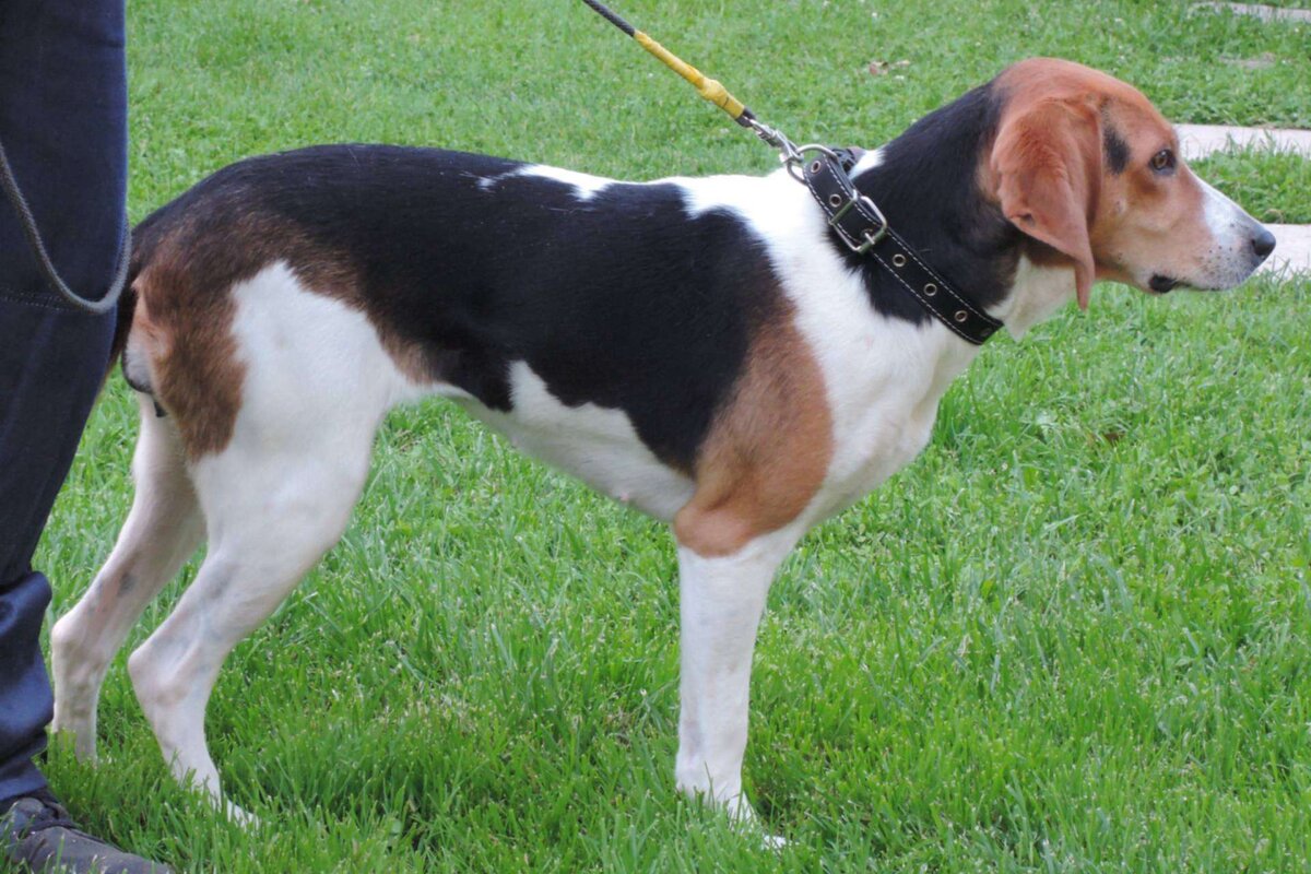 Эстонская гончая выше колена.