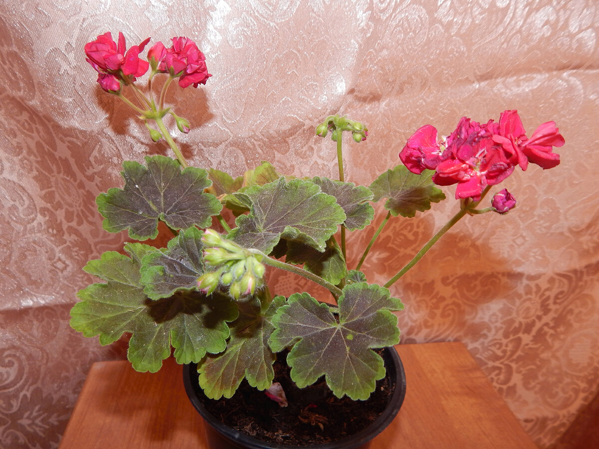 Броккада Черри найт