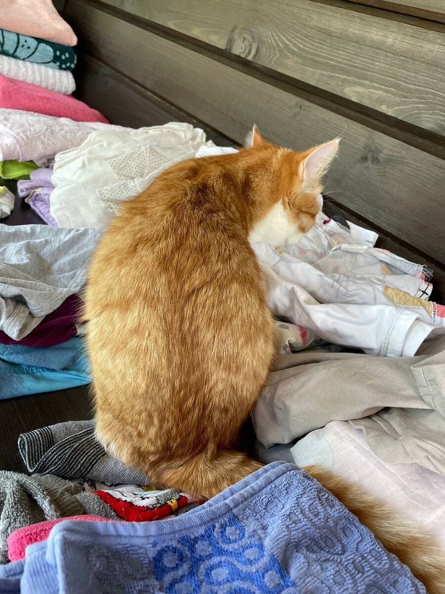 Кот так и не дождался, когда хозяин уйдёт на работу, чтобы покататься на занавесках.