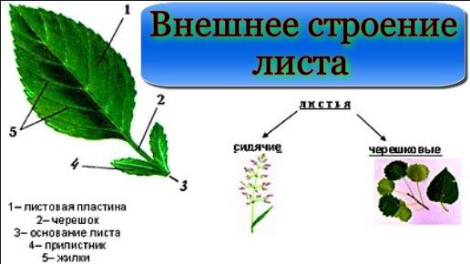 Расскажите о многообразии и строении листьев. Внешнее строение сидячего листа 6 класс. Внешнее строение простого листа и сложного Богданова. Сказка о внешнем строении листа. Расскажите о многообразии и строении листьев 6 класс биология.