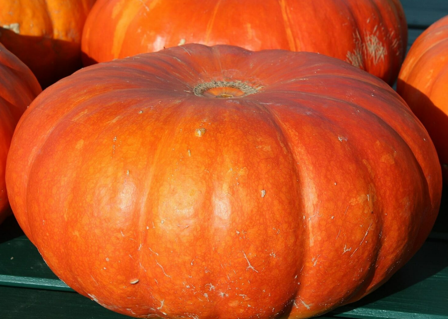 Крупноплодные сорта тыквы: обзор вида, поражающего необычными размерами