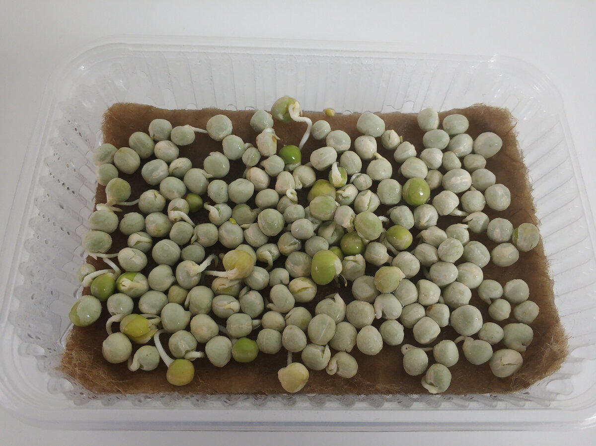 Горох спустя 2-ое суток