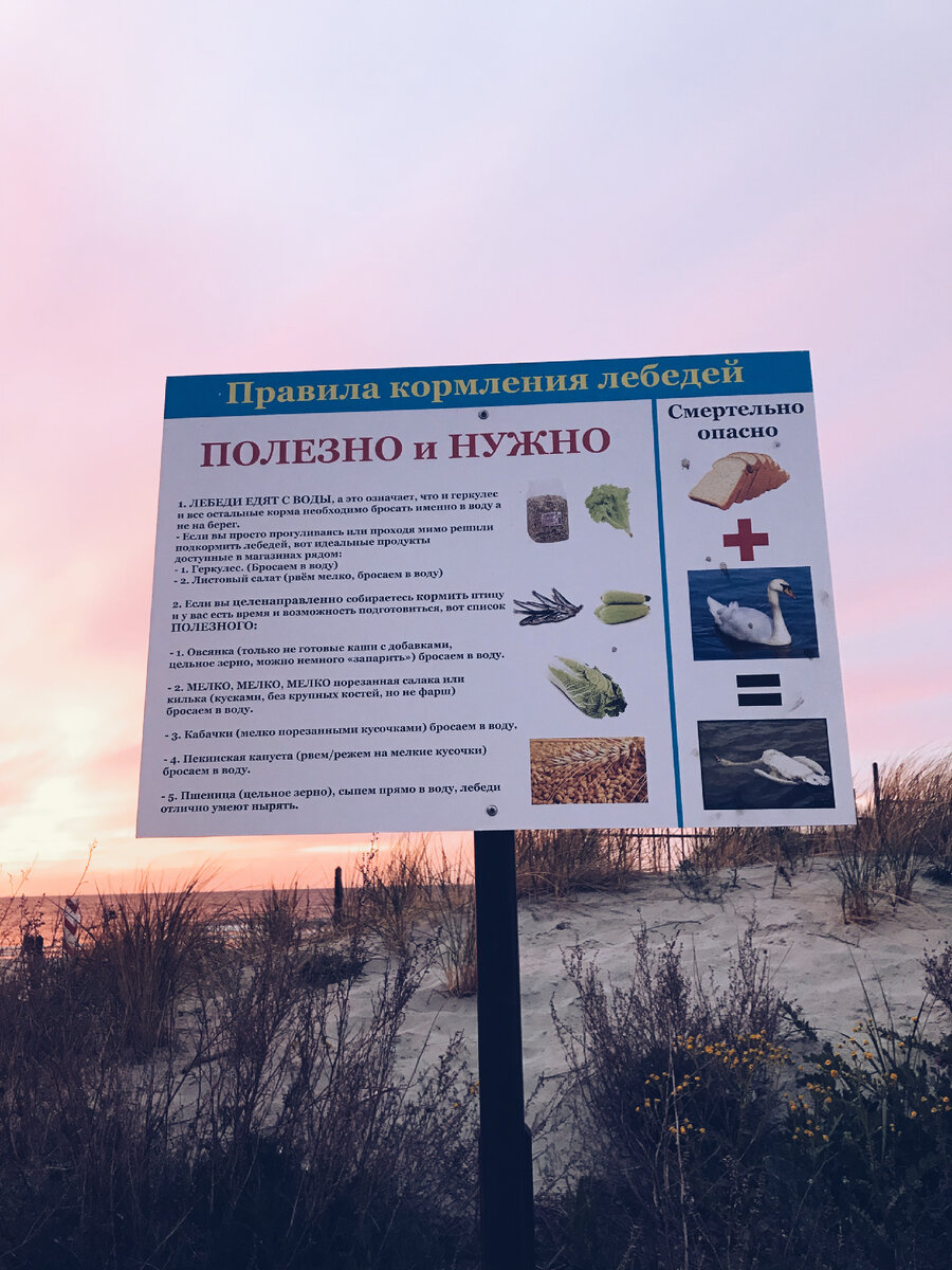 Правила кормления лебедей