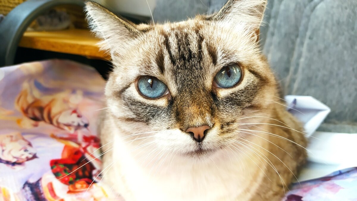 - Человек, дай папироску, у тебя трусы в полоску!