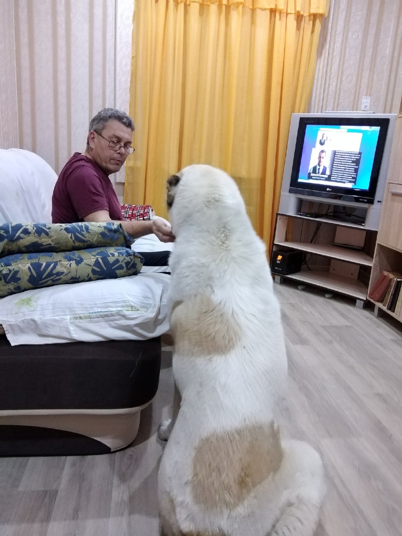 Наш пес Ник очень любит смотреть новостные передачи. Фото из домашнего архива