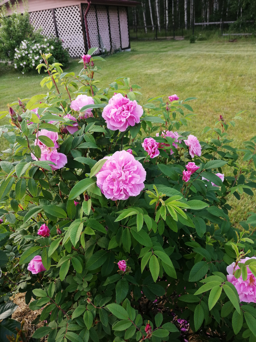 Therese Bugnet, июнь 2021 года, здесь и далее -фото автора